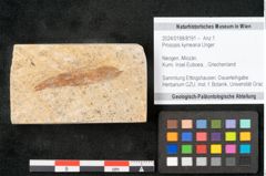 Foto (Objekt + Etikett) von Prosopis kymeana Unger (NHMW-GEO-2024-0188-8191)